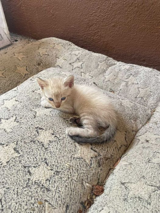 Gatinhos para adoção