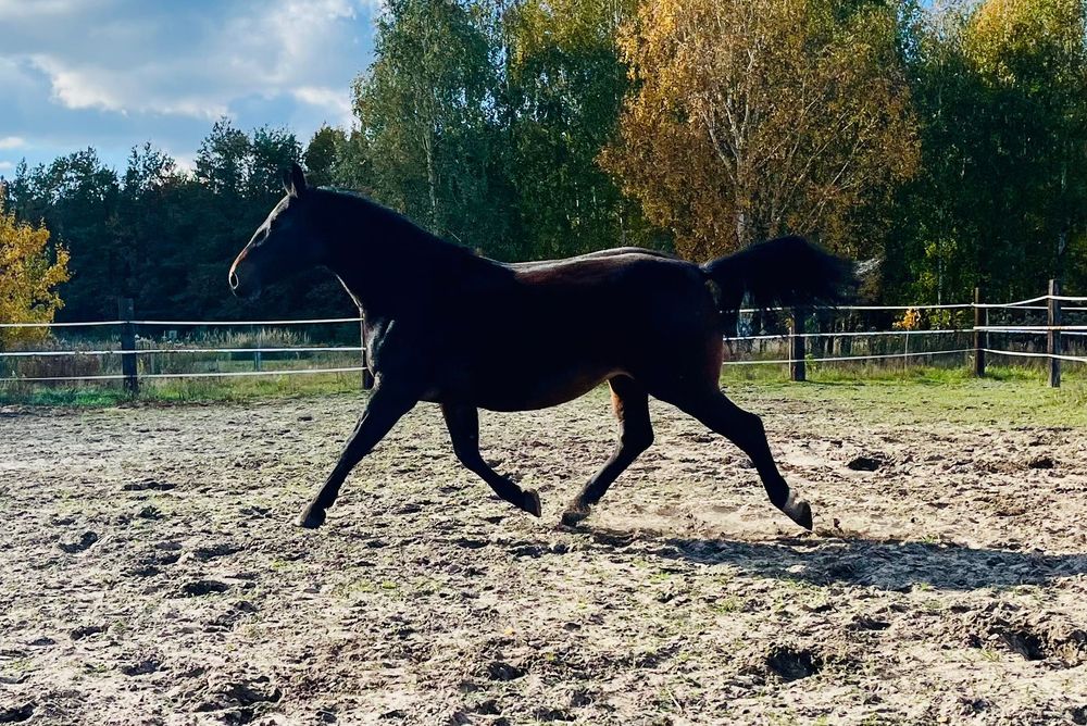 Klacz Śląska źrebna