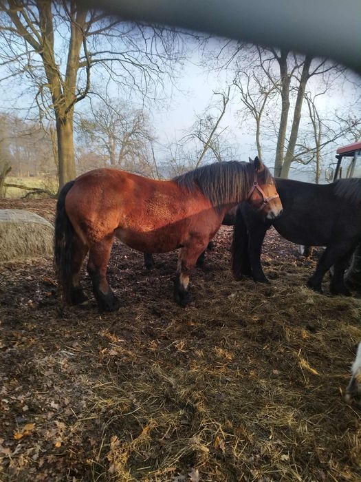 Sprzedam źrebaki i klacze