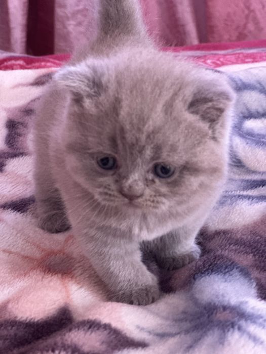 Шотландські кошенята