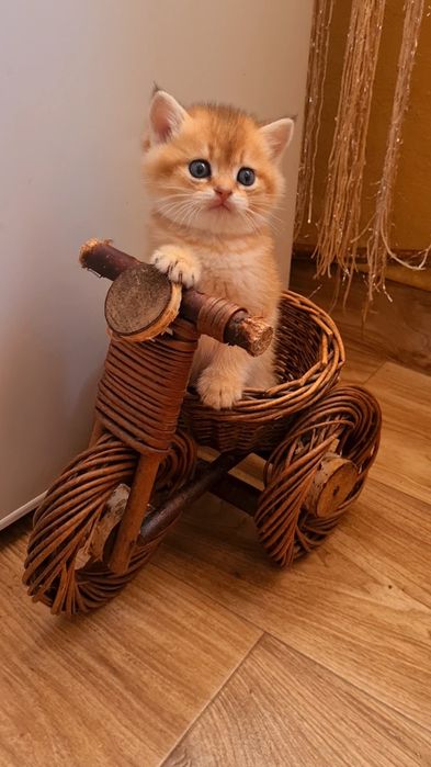 Шикарный мальчик золотая шиншилла