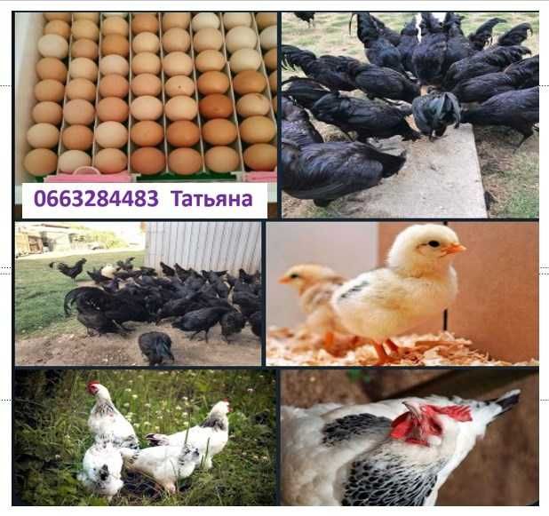 Яйця птицi для інкубаціі