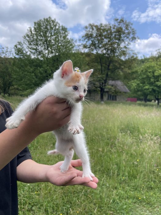 Віддам кошенят в добрі руки