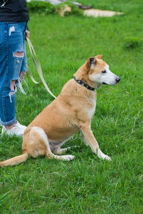 Ася шукає дім та сім'ю
