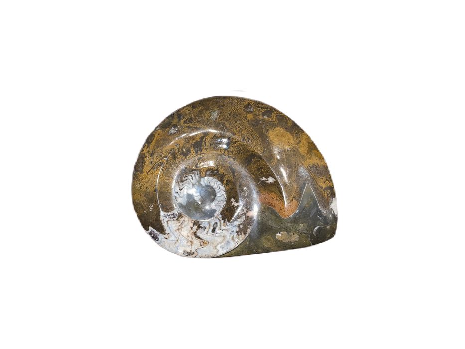 Fossil amonite em pedra mineral