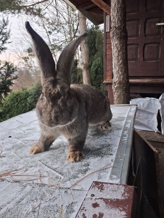 Belgijski olbrzym szary z rodowodem
