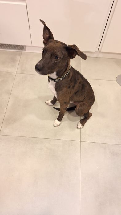 Macho 9 meses esterilizado para adopção