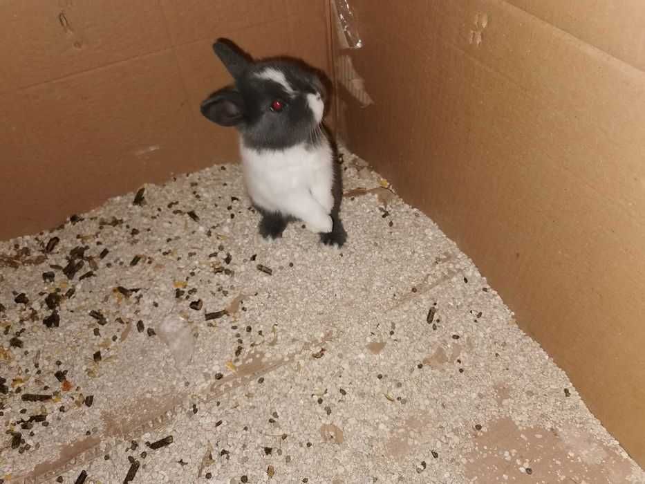 KIT Coelhos anões super meigos