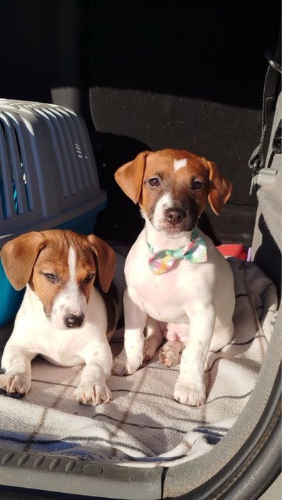 Джек Рассел терʼєр