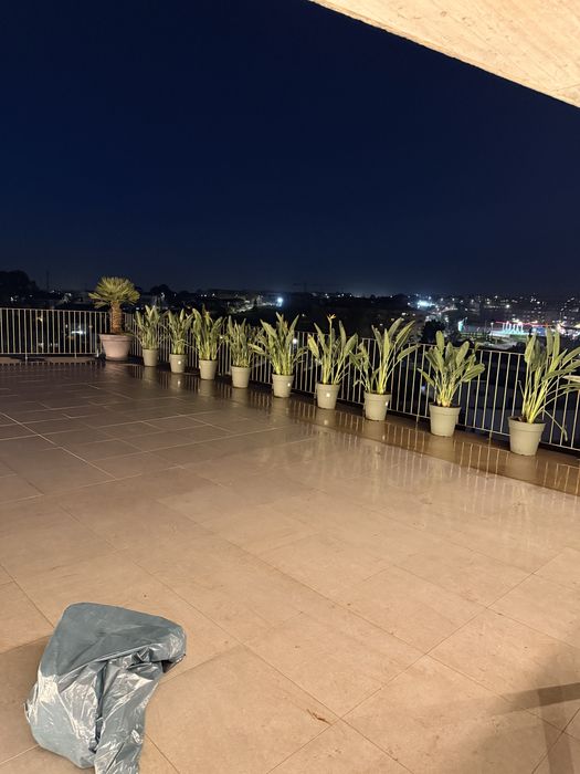 Vasos com estrelicias