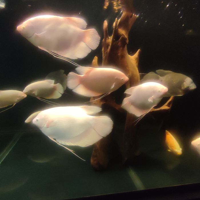 GURAMI Olbrzymie albino gold