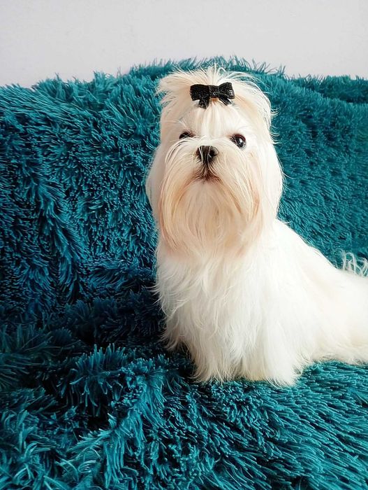 Maltańczyki-Piesek ZKwP FCI