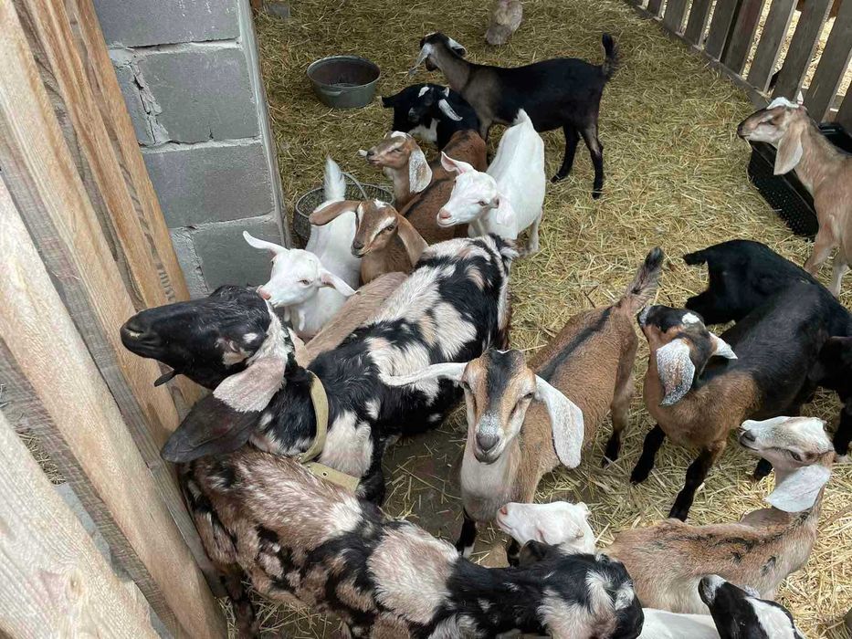 Продам сіно Киів обл в тюках, власник. Самовивіз.  Доставка сіна.