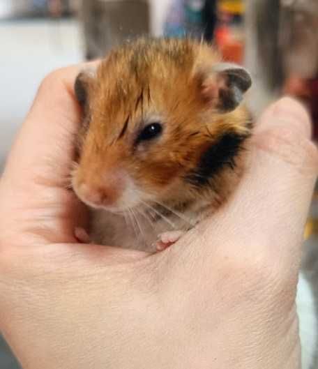 Chomik syryjski GRUBY KOCUR sklep zoologiczny Sędziszów Małpolski