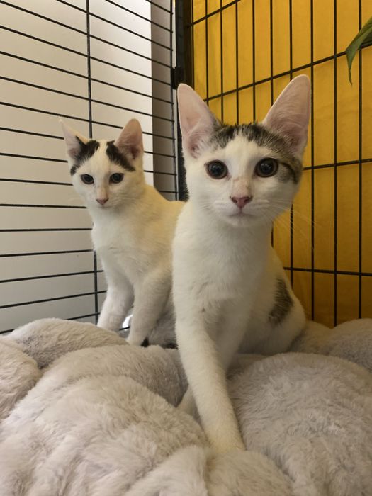 Kociaki szukaja domku