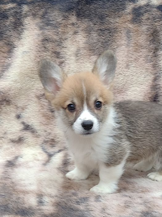 Святкова акційна пропозиція!