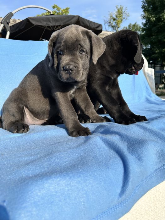 Голубой бриллиант Cane Corso — крупный щенок 2 мес