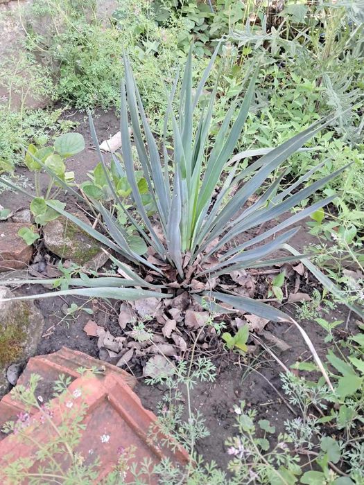 Барвінок, злакові, вівсяниця, традесканція, сакура