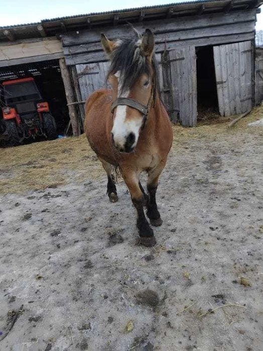 Klacz wysoko źrebna, 3 lata, rasa Sokólska