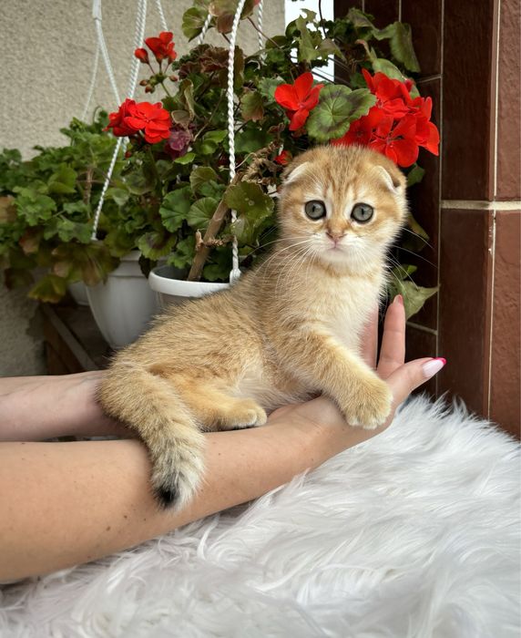 Хлопчики висловушки дуже милі кошенята!