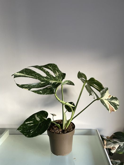 Monstera Thai Constelllation