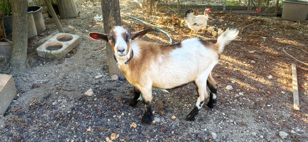 Cabrito Macho 6 meses