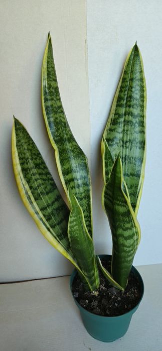 Planta Espada de São Jorge Vaso 13 cm