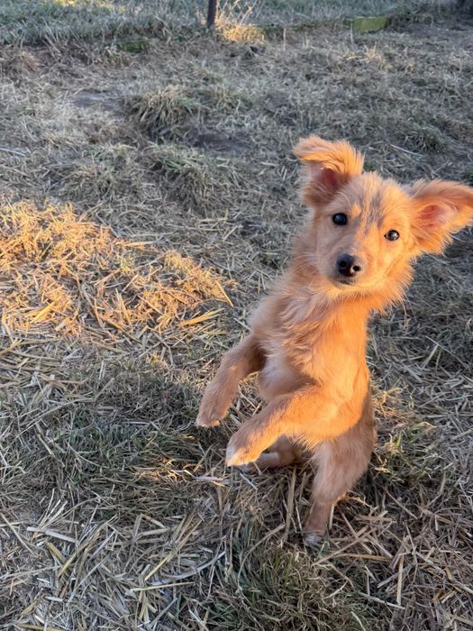 Oddam pieski za darmo