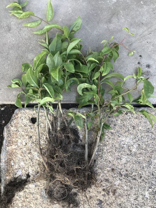 Planta Ora-pro-nóbis (Pereskia aculeata)