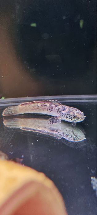 Channa stewartii (Wężogłów)