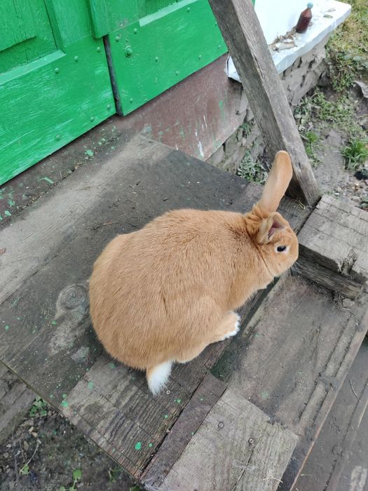 Кролі.  кролики.