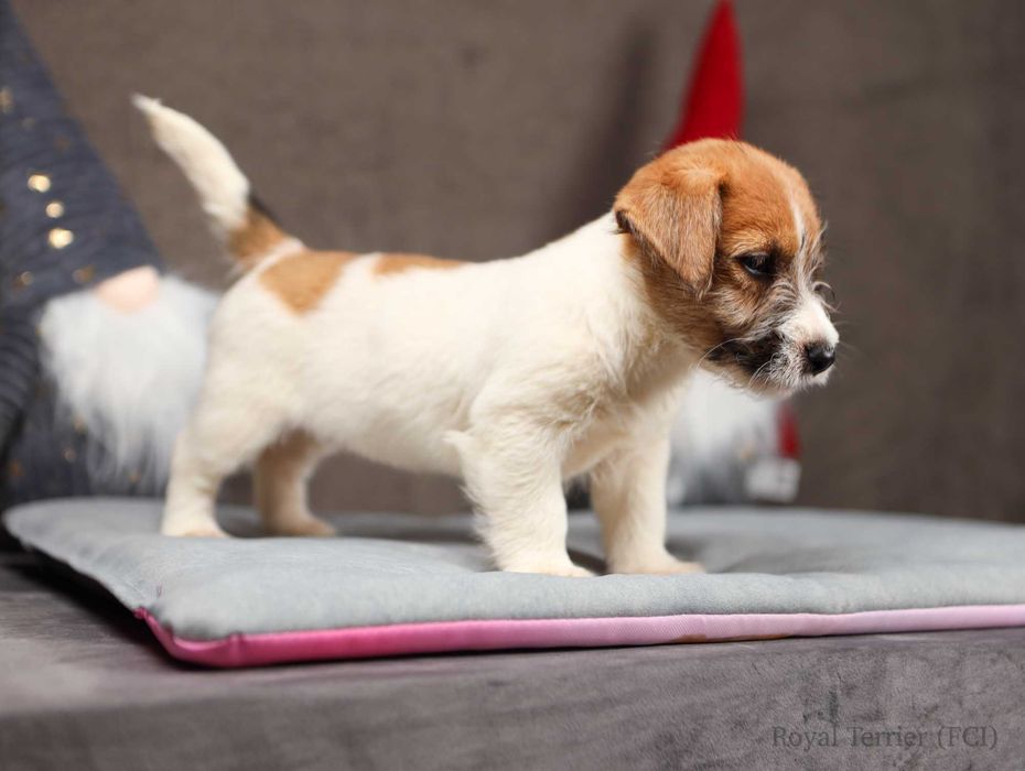 suczka Jack Russell terrier ZKWP/FCI szorstkowłosa po Championach
