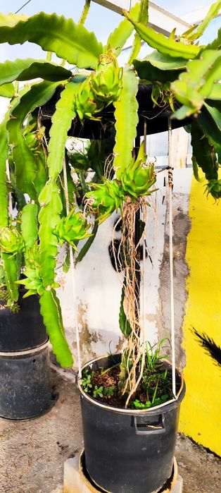 Pitayas amarela, vermelha, rosa, híbrida, branca