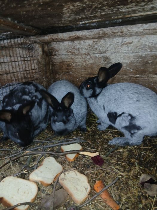 Продам кролей . Полтавское серебро . Возраст 3 месяца. Цена 100.гр