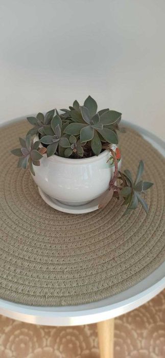 Сукуленти кімнатні