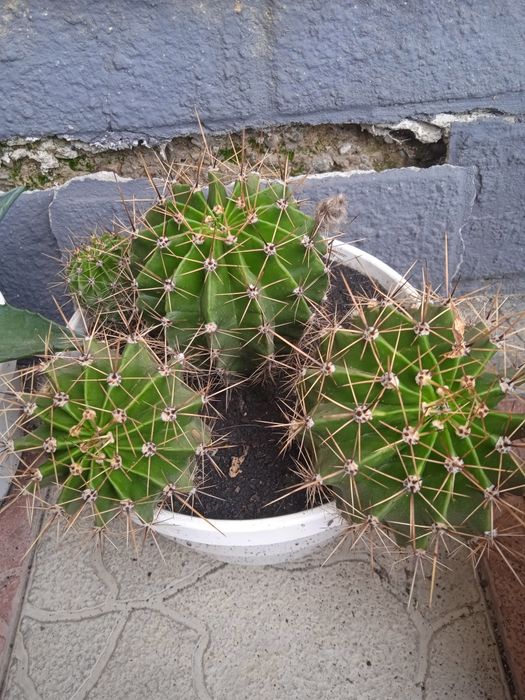 Квітучі кактуси різних розмірів