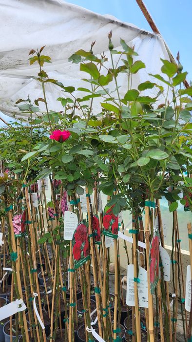 Róże sztamowe, róże pienne, róże na pniu w doniczkach