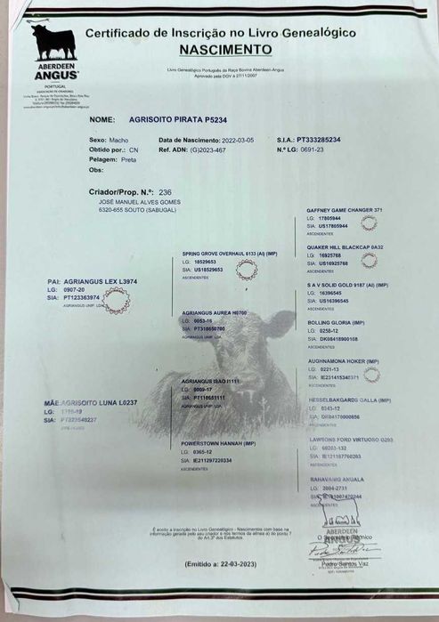 boi angus, 4 anos, com certificado, para criação