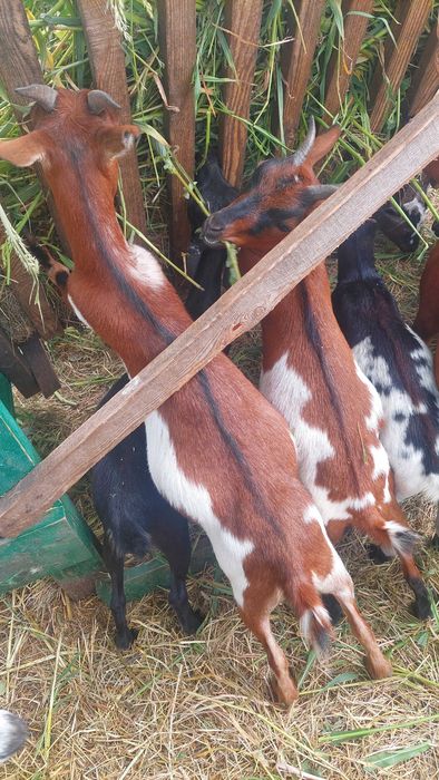 Продам племінне стадо камерунських кіз: 11 кіз + 1 цап (класичний стандарт