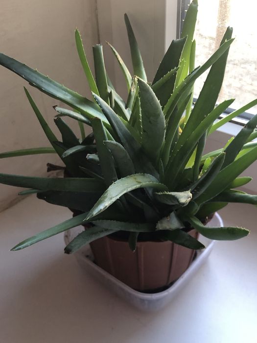 Продам алое………..