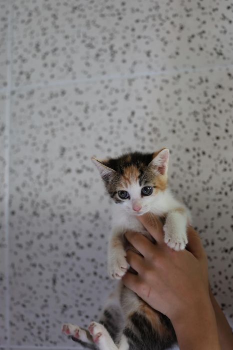 Do adopcji kocięta