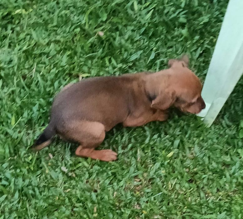 Pinscher macho castanho