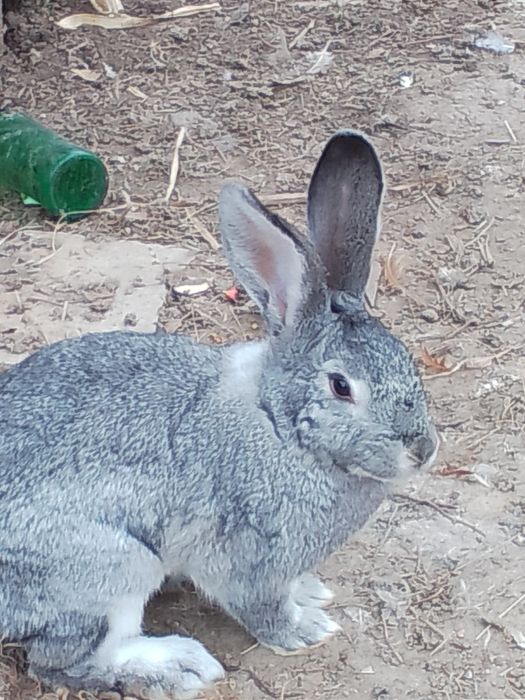 Продажа кроликів