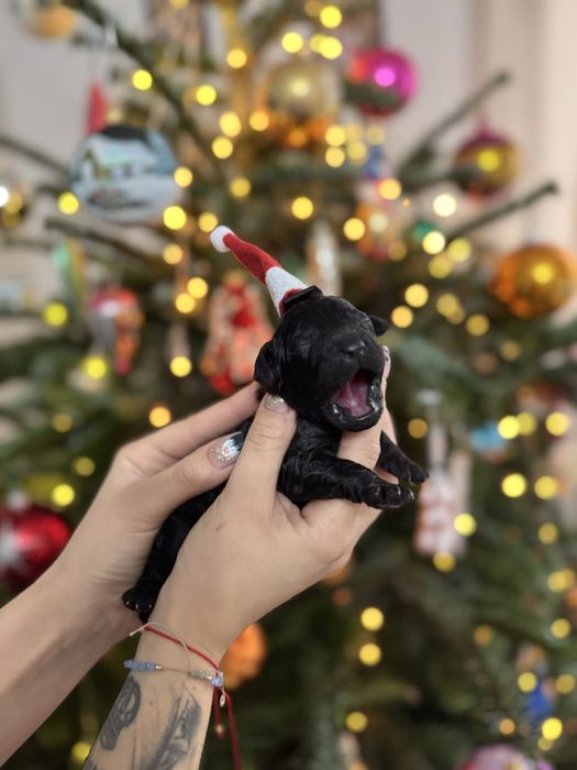 Szczenieta Pudla Miniaturowego czarne suczki i pieski