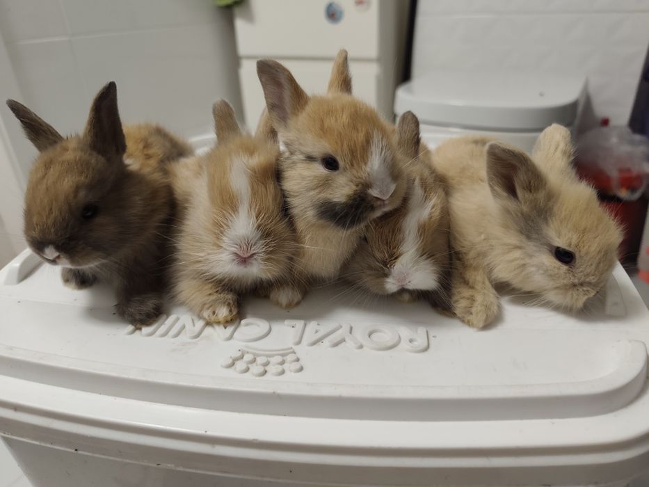 Króliczki lwiogłowe/lionhead Rezerwacja