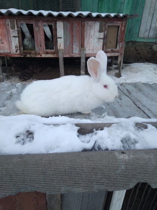 Продам  кролі є самці і самиці