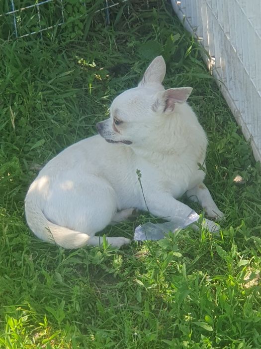 Белый крем чихуахуа мальчик