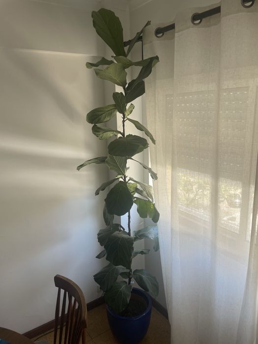 Ficus lyrata com mais de 200cm