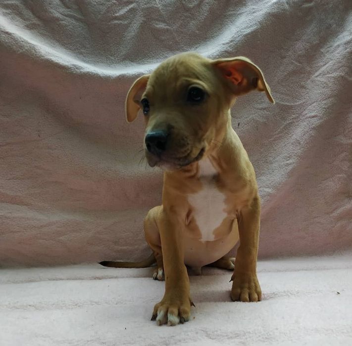 Продам щенков питбуля