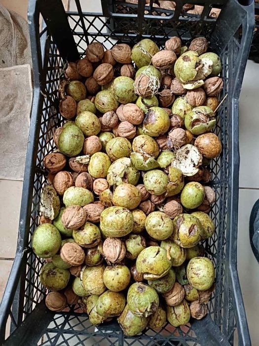 Горіх грецький, орех волоський.